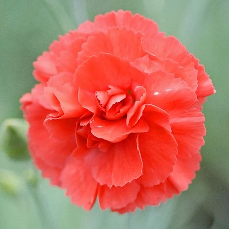 Dianthus 'Diane' 1 Dianthus 'Diane'