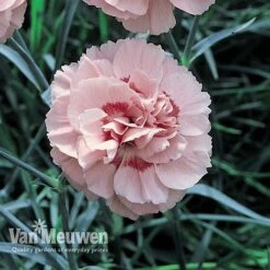 Dianthus 'Cottage Garden Collection' -Bloomyard Flower Shop DIAN V82918 D