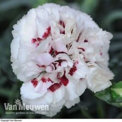 Dianthus 'Cottage Garden Collection' -Bloomyard Flower Shop DIAN V82918 E