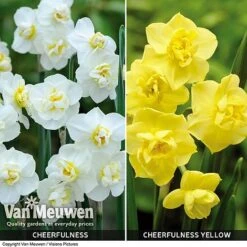 Daffodil 'Cheerfulness Duo' 7 Daffodil 'Cheerfulness Duo' -Bloomyard Flower Shop Daffodil Cheerfulness Duo