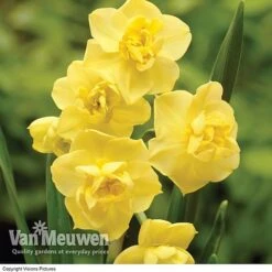 Daffodil 'Cheerfulness Duo' 6 Daffodil 'Cheerfulness Duo' -Bloomyard Flower Shop Daffodil Cheerfulness Yellow