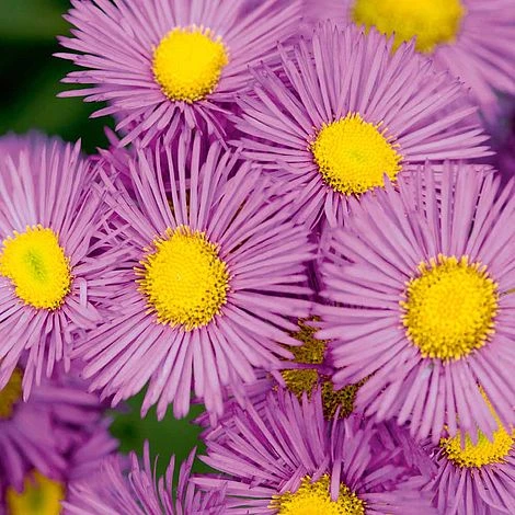 Erigeron Seciosus 'Pink Jewel' 1 Erigeron Seciosus 'Pink Jewel'