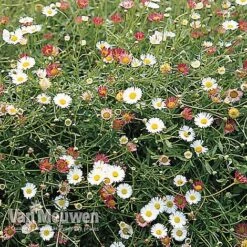 Erigeron 'Stallone' -Bloomyard Flower Shop ERIG V75665 B