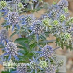 Eryngium Planum 'Blue Hobbit' -Bloomyard Flower Shop ERYN V46943 C