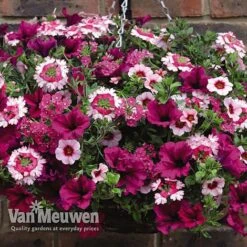 Eton Mess -Bloomyard Flower Shop ETON V48876 C1