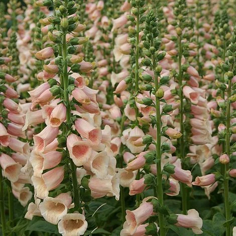 Foxglove 'Dalmatian Peach' 1 Foxglove 'Dalmatian Peach'