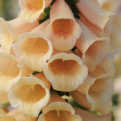 Foxglove 'Dalmatian Peach' 2 Foxglove 'Dalmatian Peach' - Image 2