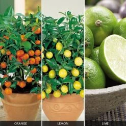 Citrus Tree Collection -Bloomyard Flower Shop FRUI V59876 A h
