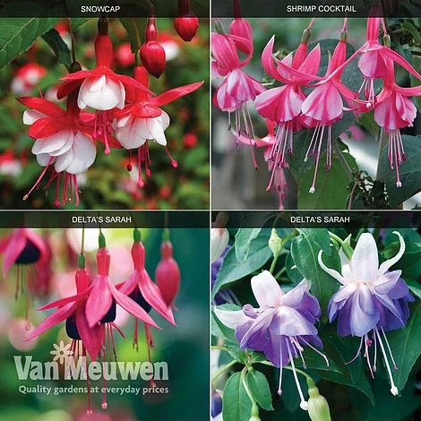 Fuchsia 'Hardy Collection' 1 Fuchsia 'Hardy Collection'