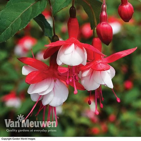 Fuchsia 'Hardy Collection' 2 Fuchsia 'Hardy Collection' - Image 2