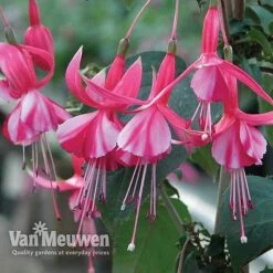 Fuchsia 'Hardy Collection' 7 Fuchsia 'Hardy Collection' -Bloomyard Flower Shop FUCH VKA4047 C