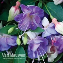 Fuchsia 'Hardy Collection' 8 Fuchsia 'Hardy Collection' -Bloomyard Flower Shop FUCH VKA4047 D