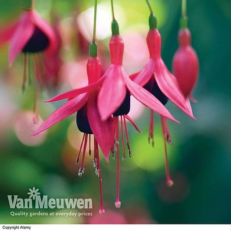 Fuchsia 'Hardy Collection' 5 Fuchsia 'Hardy Collection' - Image 5