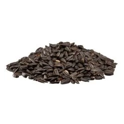 Black Sunflower Seeds -Bloomyard Flower Shop G2541 2