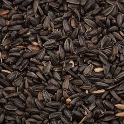Black Sunflower Seeds -Bloomyard Flower Shop G2541 3
