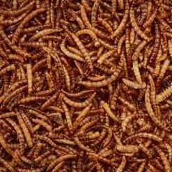 Meal Worms (Tub) 8 Meal Worms (Tub) -Bloomyard Flower Shop G2547 3