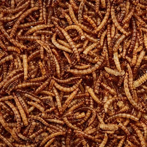 Meal Worms (Tub) 3 Meal Worms (Tub) - Image 3