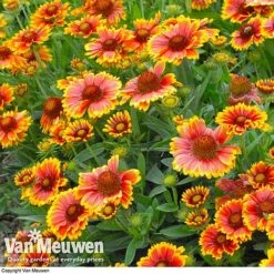 Gaillardia Aristata 'Arizona Sun' -Bloomyard Flower Shop GAIL v65378 C