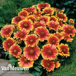 Gaillardia Aristata 'Arizona Sun' -Bloomyard Flower Shop GAIL v65378 D