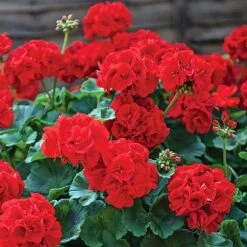 Garden Ready Summer Saver Collection 6 Garden Ready Summer Saver Collection -Bloomyard Flower Shop GARD VKA7392 B