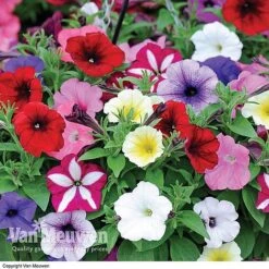 Garden Ready Summer Saver Collection 7 Garden Ready Summer Saver Collection -Bloomyard Flower Shop GARD VKA7392 D