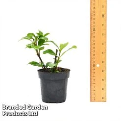 Gardenia 'Crown Jewels' 11 Gardenia 'Crown Jewels' -Bloomyard Flower Shop GARD CROWNJ9CM T44317