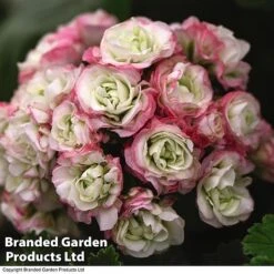 Geranium 'Appleblossom' -Bloomyard Flower Shop GERA T17214 C1