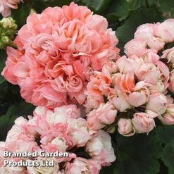 Geranium 'Appleblossom' -Bloomyard Flower Shop GERA T17214 E