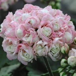 Geranium 'Appleblossom' -Bloomyard Flower Shop GERA T17214 NOW1