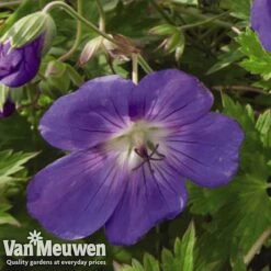 Geranium 'Brookside' -Bloomyard Flower Shop GERA V65398 C