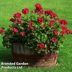 Giant Geranium Bumper Collection 12 Giant Geranium Bumper Collection -Bloomyard Flower Shop GERA GRANDVIOL L41307