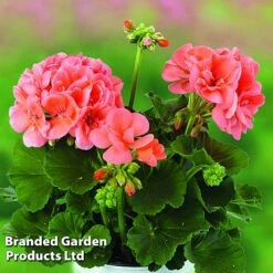 Giant Geranium Bumper Collection 10 Giant Geranium Bumper Collection -Bloomyard Flower Shop GERA GRCLSALMO S04734