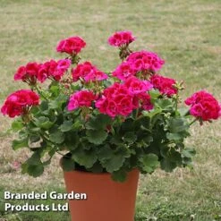 Giant Geranium Bumper Collection 9 Giant Geranium Bumper Collection -Bloomyard Flower Shop GERA POWERVIOL S14646