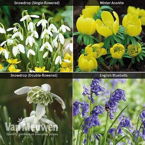 Spring Bulbs In The Green Collection 1 Spring Bulbs In The Green Collection