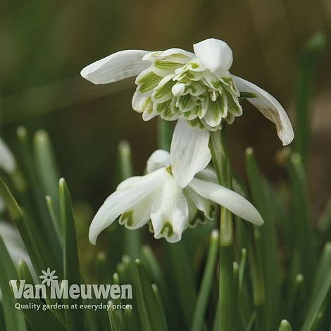 Spring Bulbs In The Green Collection 2 Spring Bulbs In The Green Collection - Image 2