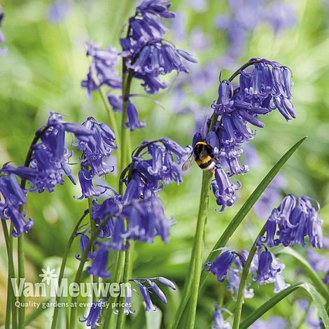 Spring Bulbs In The Green Collection 6 Spring Bulbs In The Green Collection - Image 6