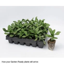 Wallflower 'Sugar Rush' Mix -Bloomyard Flower Shop GardenReadyArrive2