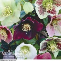 Hellebore X Hybridus 'Mixed' (Lenten Rose) -Bloomyard Flower Shop HELL 61223 B1