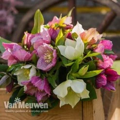 Hellebore X Hybridus 'Mixed' (Lenten Rose) -Bloomyard Flower Shop HELL 61223 D