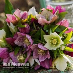 Hellebore X Hybridus 'Mixed' (Lenten Rose) -Bloomyard Flower Shop HELL 61223 E
