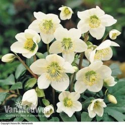 Hellebore 'Christmas Rose' -Bloomyard Flower Shop HELL 68165 B