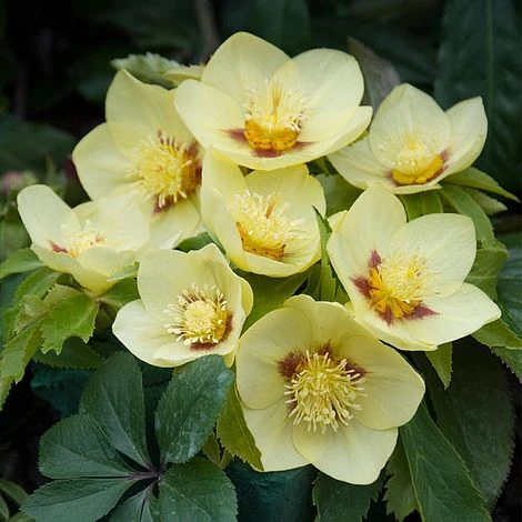 Hellebore 'Single Gold Red' 2 Hellebore 'Single Gold Red' - Image 2