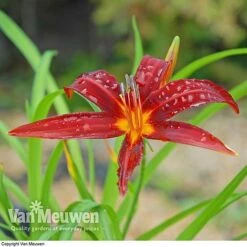 Daylily 'Crimson Pirate' -Bloomyard Flower Shop HEME V59612 C