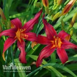 Daylily 'Crimson Pirate' -Bloomyard Flower Shop HEME V59612 D