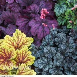 Heuchera 'Mosaic' -Bloomyard Flower Shop HEUC V58448 F