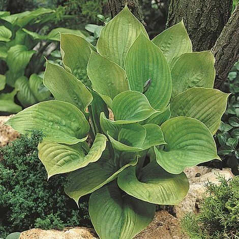 Hosta 'Sum And Substance' 1 Hosta 'Sum And Substance'