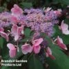Hydrangea Aspera 'Hot Chocolate'