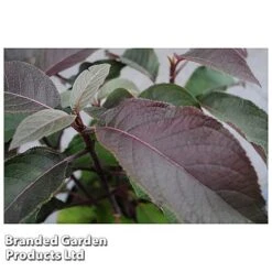 Hydrangea Aspera 'Hot Chocolate' 7 Hydrangea Aspera 'Hot Chocolate' -Bloomyard Flower Shop HYDR HOTCHOCOL S54236