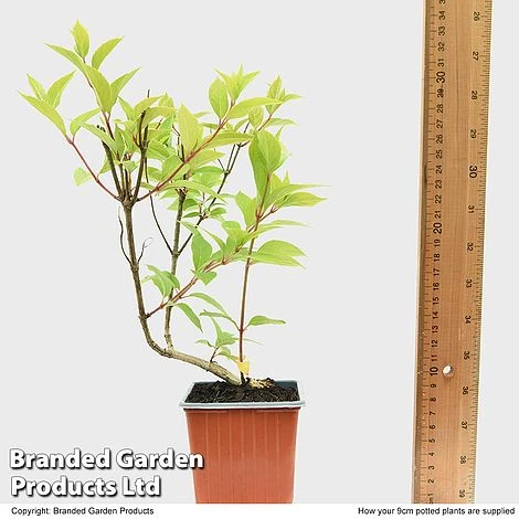 Hydrangea Paniculata 'Magical Moonlight' 4 Hydrangea Paniculata 'Magical Moonlight' - Image 4