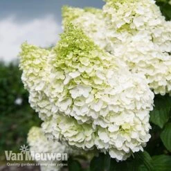 Hydrangea Paniculata 'Magical Moonlight' 6 Hydrangea Paniculata 'Magical Moonlight' -Bloomyard Flower Shop Hyd MagicalMoon VM 2